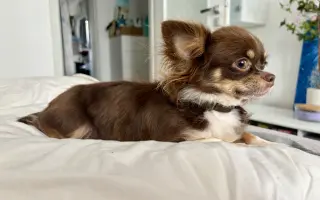 Pomozme Xyrušče znovu běhat 🐾♥️