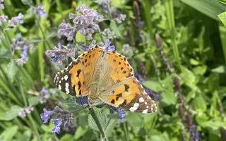 „Kniha, která promění vaši zahradu v místo plné přírody, života a zdravé půdy.“