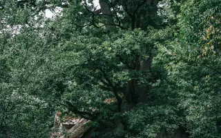 Plášilova nová střecha. Neprozradit!