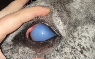 Pomozte Calebovi ulevit od bolesti