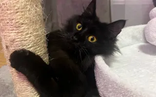 Zachraňte Fily: šance na život