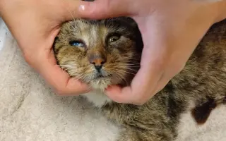 Pomozte Kájovi a Filípkovi na jejích léčbu a pro 24 záchraněných kočiček