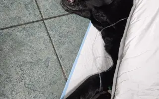 Lucky ještě jednou prosí o pomoc - operace nohy a rehabilitace