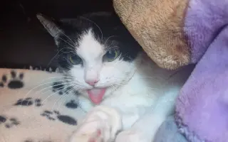 Pomoc pro kočičku Mínu - operace zubů