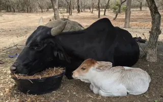 Pomozte nám dostat vodu do masajské vesnice