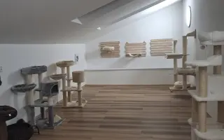 Druhá šance na život – veterinární péče pro zraněné, opuštěné a týrané kočky