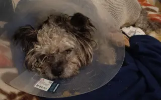 Léky a operace pro Šmudlu