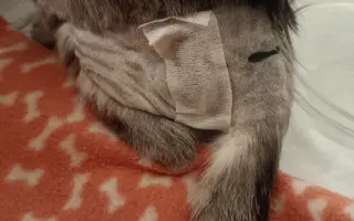 Pomohli jste koťátku Máše