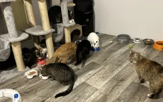 Pomoc kočkám dochází nám zásoby krmení