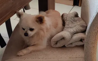 Pomoc pro pejsky čekající na nový domov