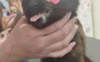 🎄 Rok 2026 pro kočky v Mostě – Pomozte nám ho zvládnout