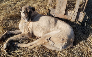 Pomozte nám u příležitosti mezinárodního dne zvířat bez domova