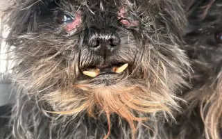 Voříškov prosí o pomoc pro psí útulkáče, poničku Babuňu, kočky a další zvířátka