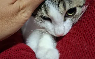 Žádná kočka si sama nepomůže