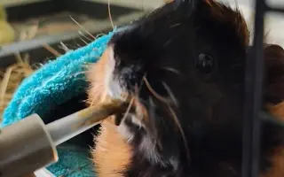 Pomoc pro morče Okurka: boj o zdravé zoubky
