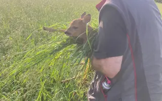 Zachraňme srnčata a zraněná zvířata na Strakonicku – potřebujeme dron