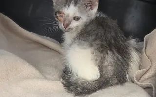 Staňte se nadějí pro kočičky bez domova