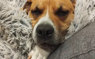 Dvě kolena pro Domma: pomoc na operaci