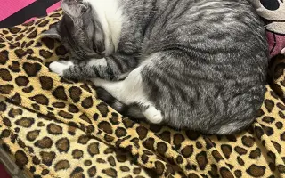 Daisy bojuje o život. Pomozme jí znovu dýchat