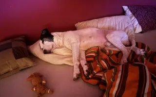 Pomozme Bastymu znovu běhat