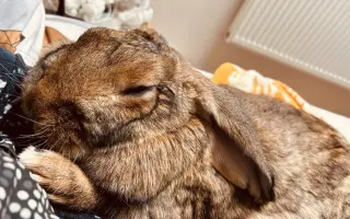 Prosíme, pomozte Nefince přestat trpět 💔