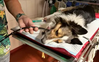 POMOC PRO FOXÍČKA, ASPENA A TAFFY-JACKA