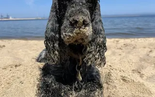 Dazzy - pomozme mu zpátky do života