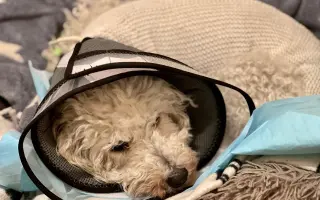 Operace pro Chanelku 💜