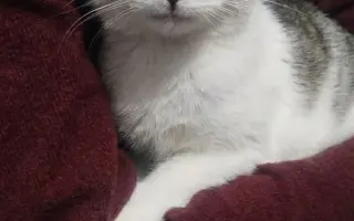 Staňte se nadějí pro kočičky bez domova