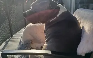 Pro Samíčka❤️ Prosím pomocte mu znova běhat bez bolesti