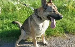 Kotce pro dočasné péče našich svěřenců 🐾