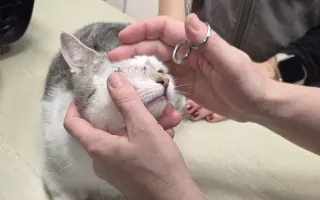 Staňte se nadějí pro kočičky bez domova