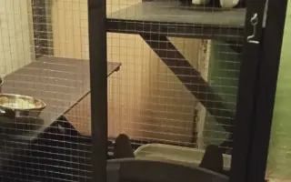 Pomohli jste kocourovi k větší voliéře a léčbě