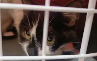 Pomoc s úhradou veterinárních nákladů 🙏