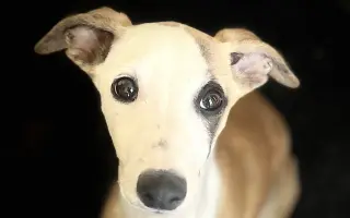 Sbírka pro štěňátko Břeťu - Whippet 3. měsíce