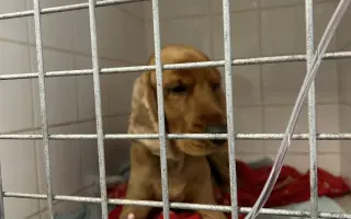 Operace kolena pro Simbu