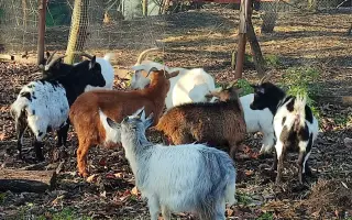 Společně ❤️ pro zvířata i v roce 2026