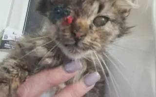 Pomoc pro kočky a koťátka Kočky u Katky