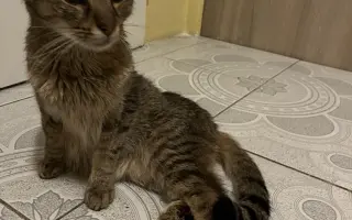 Kocour Riky potřebuje operaci