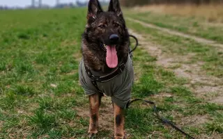 Léčba, která nekončí - Fůrie