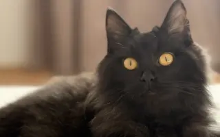 Zachraňte Fily: šance na život