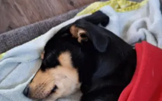 Pejskové v útulku prosí o vaši pomoc
