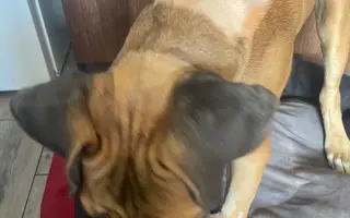 ❤️ Pomozme Ladynce znovu běhat 🐾