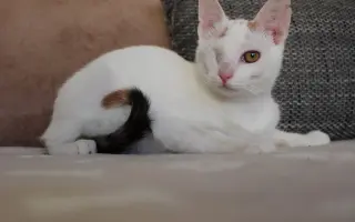 Pomoc pro spolek Kapka pro tlapky