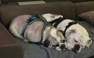 Pomoc pro Kuky a Kony