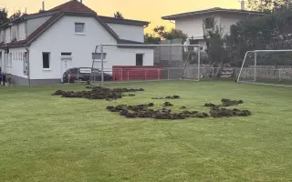 Oplocení fotbalového hřiště proti divokým prasatům