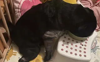 Záchrana nožičky pro Franka