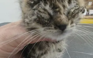Pomoc zraněným, nemocným a týraným kočkám.