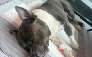 Arískovi jsou teprve 4 roky, pomozme mu v boji s rakovinou