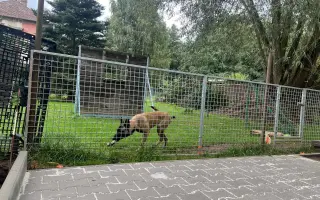 Pomozte Míle a jejím pejskům vrátit volnost pohybu!